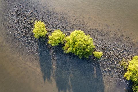 Red Mangrove Stock Photos