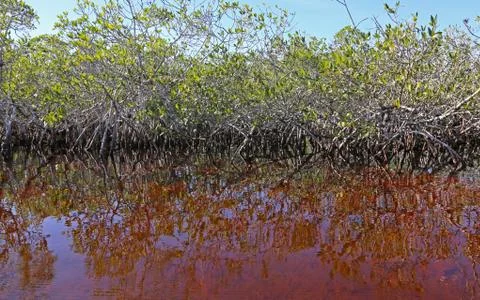 Red Mangrove Reflection Stock Photos