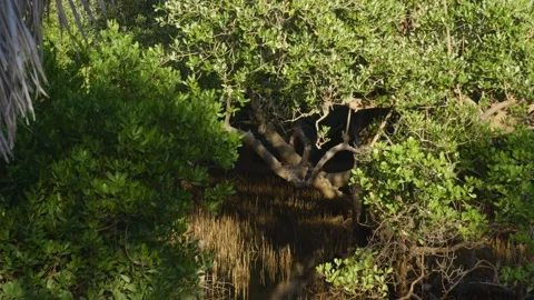 Red mangrove (Rhizophora mangle) in Everglades National Park. Stock Footage 293765051