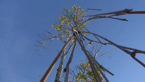 Red mangrove seeds (Rhizophora mangle) germinate while still on the parent tree. Stock Footage 71031324