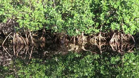 Red Mangroves in the Everglades Stock Footage 20462002