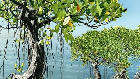 Red mangroves on Florida coast 3d rendering Stock Illustration