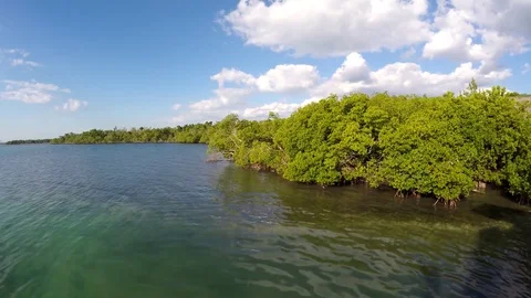 Red Mangroves (Rhizophora mangle) in Caribbean islands, Cuba. Stock Footage 71031270