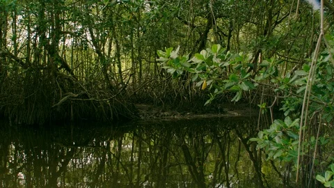 Red Mangroves - Rhizophora mangle Vídeos de archivo 92569458