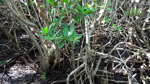 Red Mangroves thickets (Rhizophora mangle) in Caribbean islands, Cuba. Stock Footage 71031553