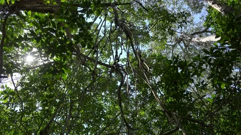 Red Mangroves thickets (Rhizophora mangle) in RioLagartos.Yucatan, Mexico. Stock Footage 157350909