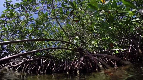 Red Mangroves underwater Video stock 40450025