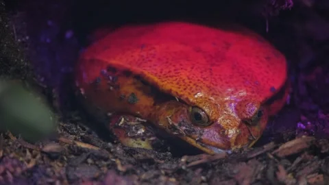 Red Mantel Frog. It is a small orange-red frog. Poisonous exotic family of Stock Footage 252743291