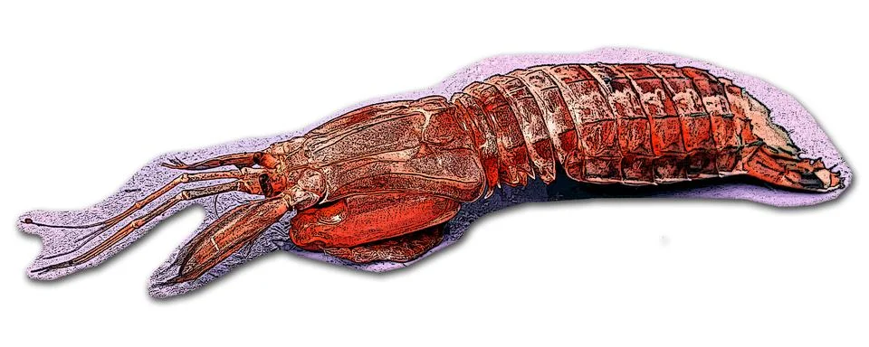 Red Mantis Shrimp Stock Illustration