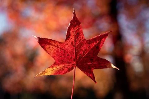 Red maple acer leaf on orange pink fall autumn background, november colors Stock Photos