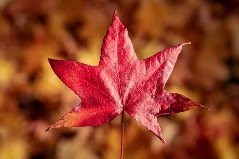 Red maple acer leaf on orange pink fall autumn background, november colors Stock Photos