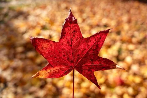 Red maple acer leaf on orange fall autumn background, november colors Stock Photos