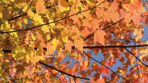 Red maple (Acer rubrum) Stock Footage 12878557