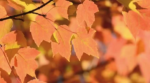 Red maple (Acer rubrum) Stock Footage 12879613