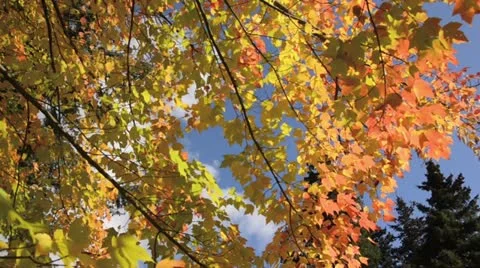 Red maple (Acer rubrum) Stock Footage 12880964
