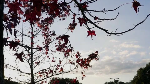 Red maple (Acer rubrum) leaves on a tree in autumn Stock-Footage 277464937