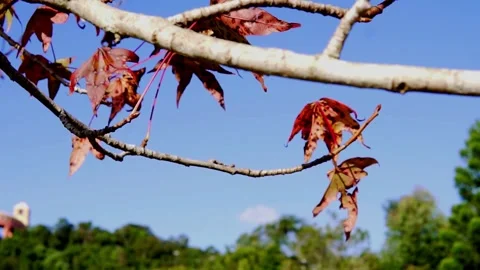 Red maple (Acer rubrum) leaves on a tree in autumn Stock Footage 277465182