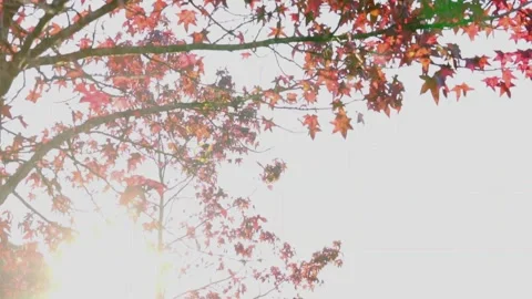 Red maple (Acer rubrum) leaves on a tree in autumn, at an autumn sunset Stock Footage 277465226