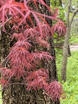 Red maple against black tree trunk in forest Stock Photos