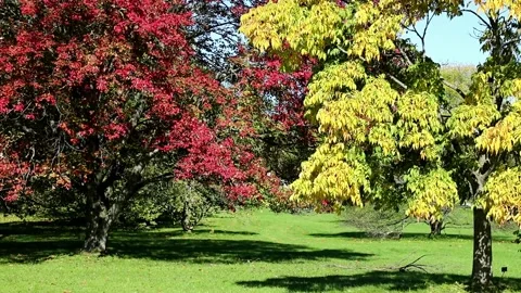 Red Maple and Amur Cork tree in fall colors 212530 Stock Footage 171718652