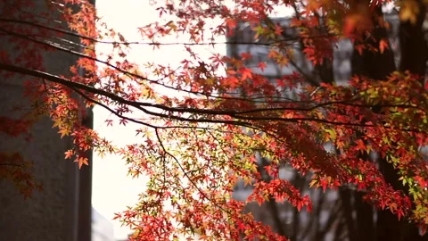 Red maple Autumn leaves in middle of Metro Tokyo city prime time to travel 스톡 동영상 322796830