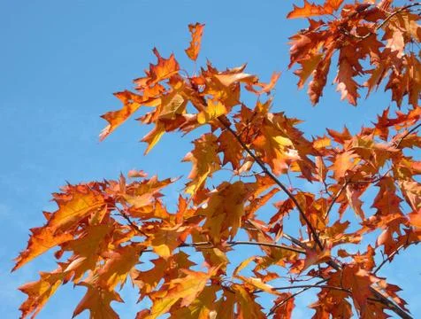 Red maple at autumn Stock Photos