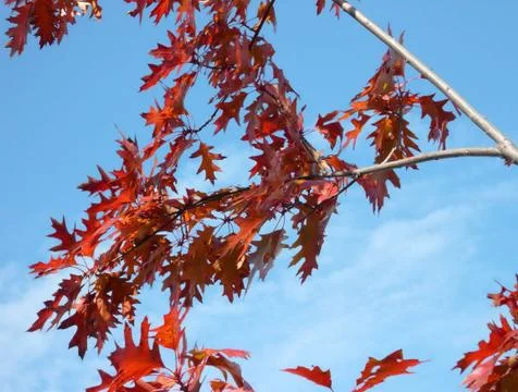 Red maple at autumn Stock Photos