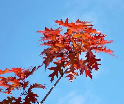 Red maple at autumn Foto stock