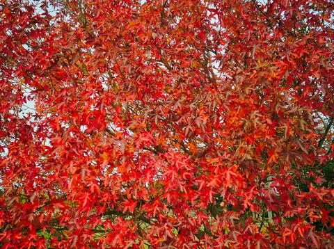 Red Maple Background Replacement Stock Photos
