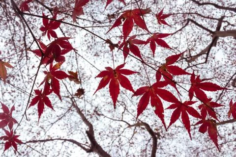 Red maple branch. Stock Photos