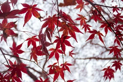Red maple branch. Foto stock