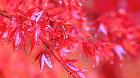 Red maple branch in the rain. Stock Footage 32804174