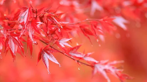 Red maple branch in the rain. Stock Footage 32804788