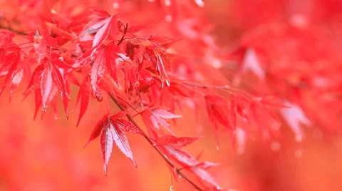 Red maple branch in the rain. Stock Footage 32808571