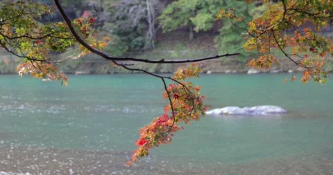 Red maple branch sways above Katsura River in Arashiyama with flowing water Stock Footage 323914309