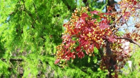 Red maple branch with yellow flowers sways in wind against green background Stock Footage 336975686