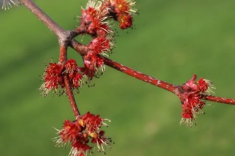 Red Maple Buds Stock Photos