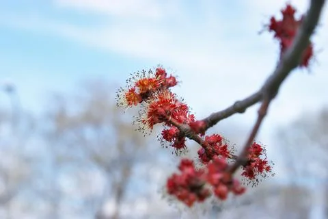 Red Maple Buds Stock Photos