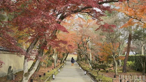 Red Maple Canopy Above the Path at Nisonin Temple Stock Footage 348557298