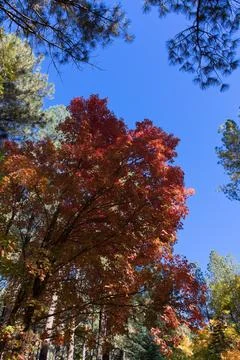 Red Maple in the Cave Spring Campground, Sedona, Arizona. Stock Photos