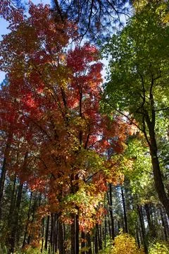 Red Maple in the Cave Spring Campground, Sedona, Arizona. Stock Photos