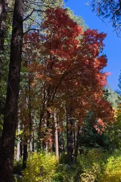 Red Maple in the Cave Spring Campground, Sedona, Arizona. Stock Photos