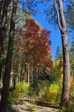 Red Maple in the Cave Spring Campground, Sedona, Arizona. Stock Photos