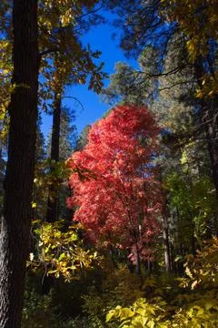 Red Maple in the Cave Spring Campground, Sedona, Arizona. Stock Photos