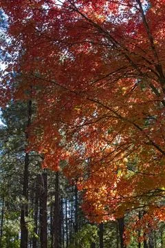 Red Maple in the Cave Spring Campground, Sedona, Arizona. Stock Photos