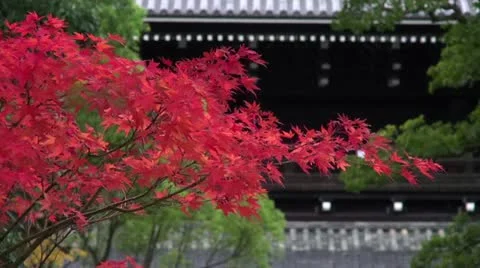 Red Maple At Chionin Temple Video stock 20548215