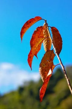 Red maple with clear blue sky Stock Photos