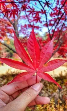 A red maple fall Stock Photos