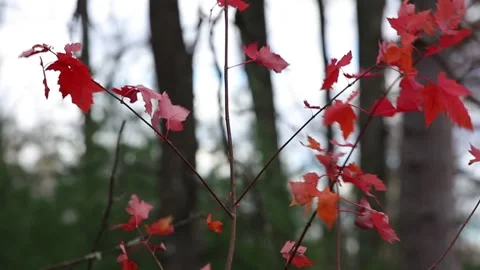 Red Maple in Fall Sways in the Wind Stock Footage 229975275