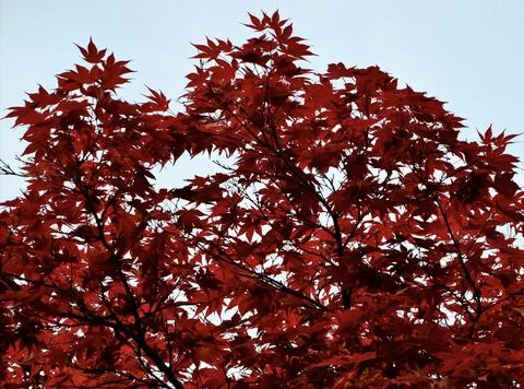 Red maple foliage against a clear blue sky Stock Photos